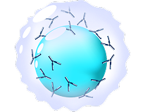 B cell