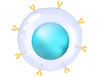 T cell