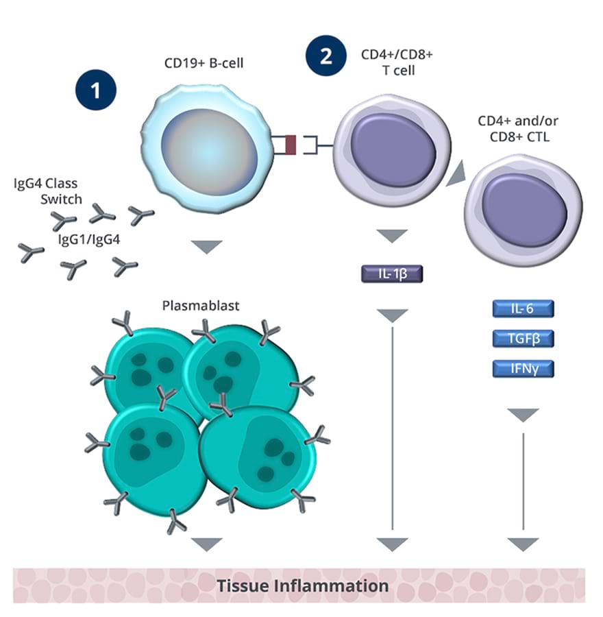 Tissue Inflammation
