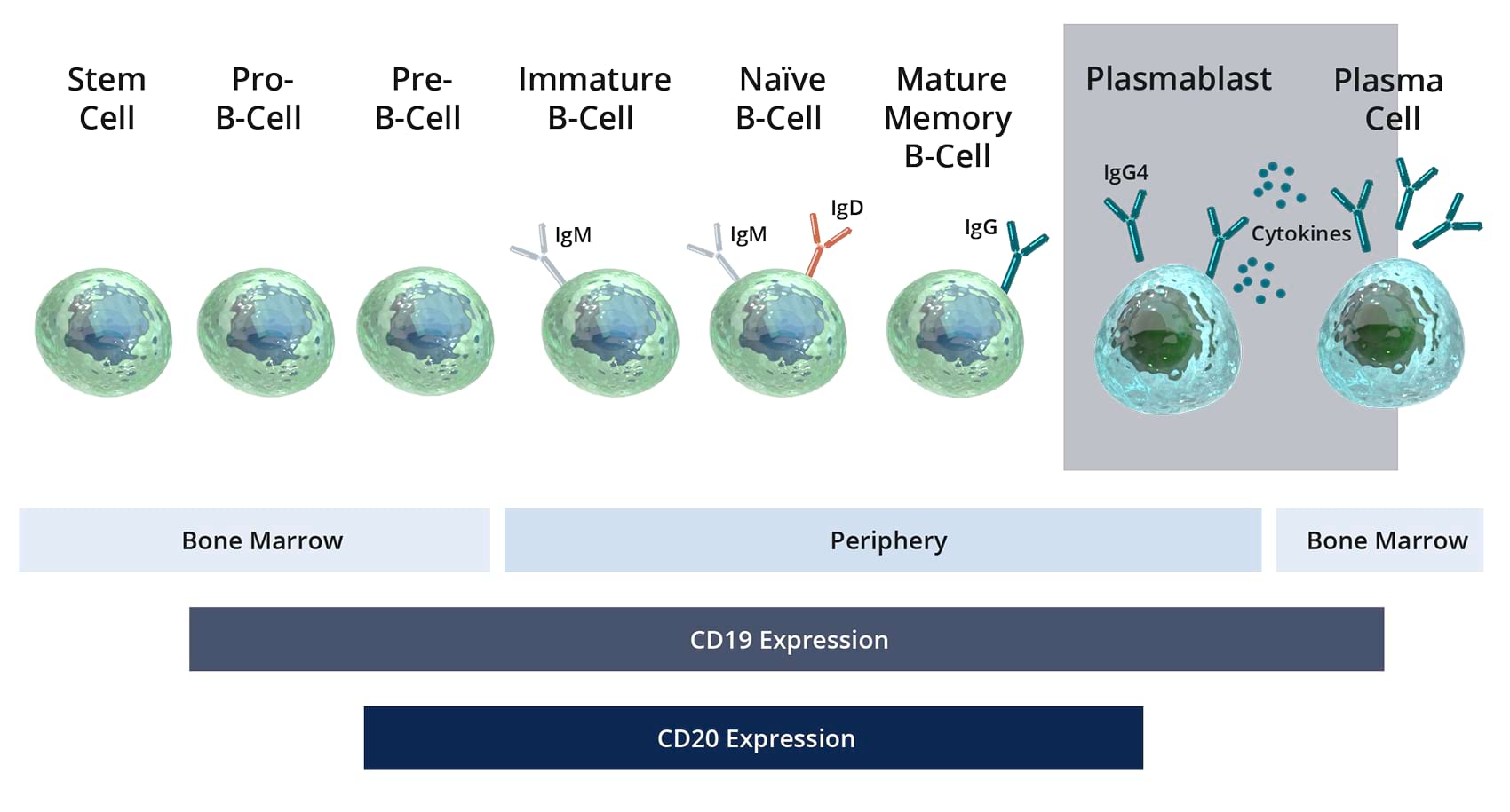 CD19 in IgG4-RD